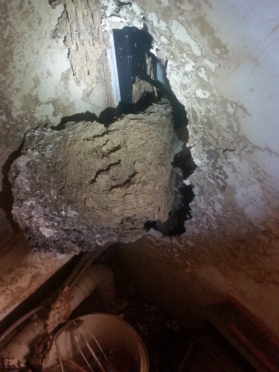 Termite Damage | Liverpool | Senior Pest Management