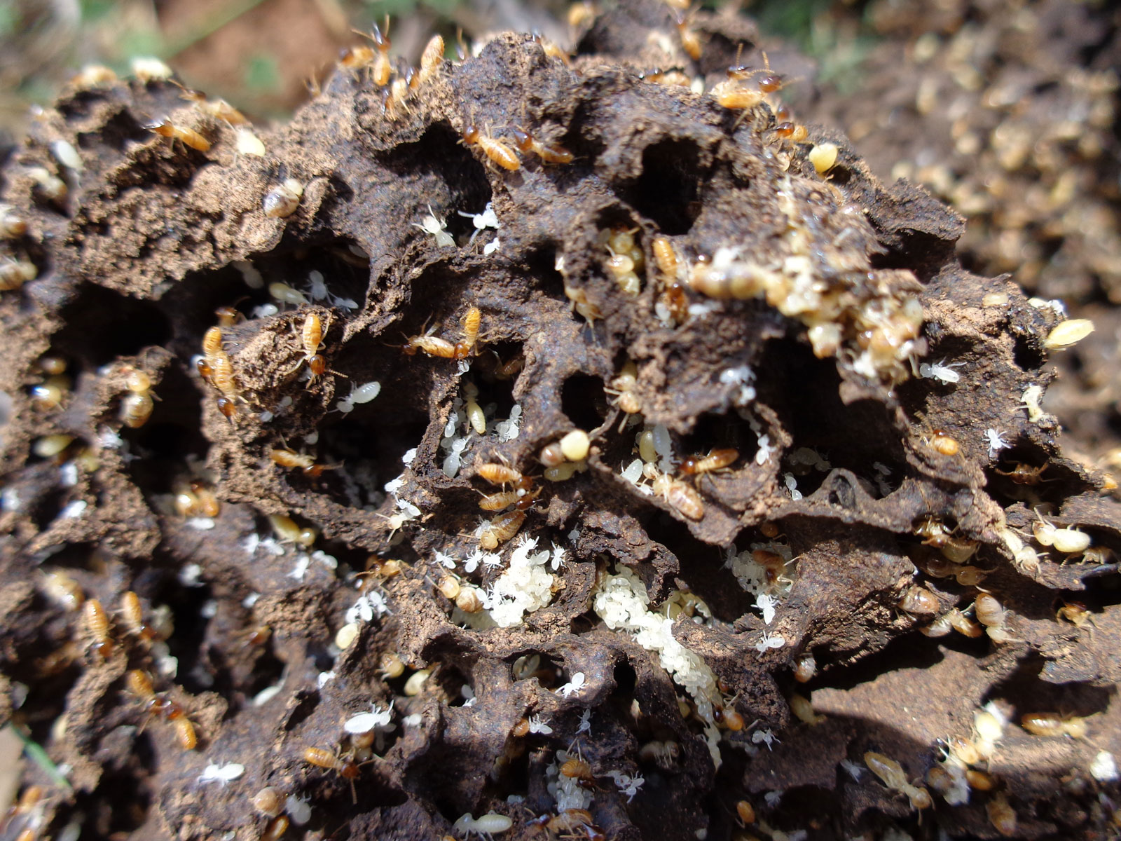 Termite Service Campbelltown | Senior Pest Management