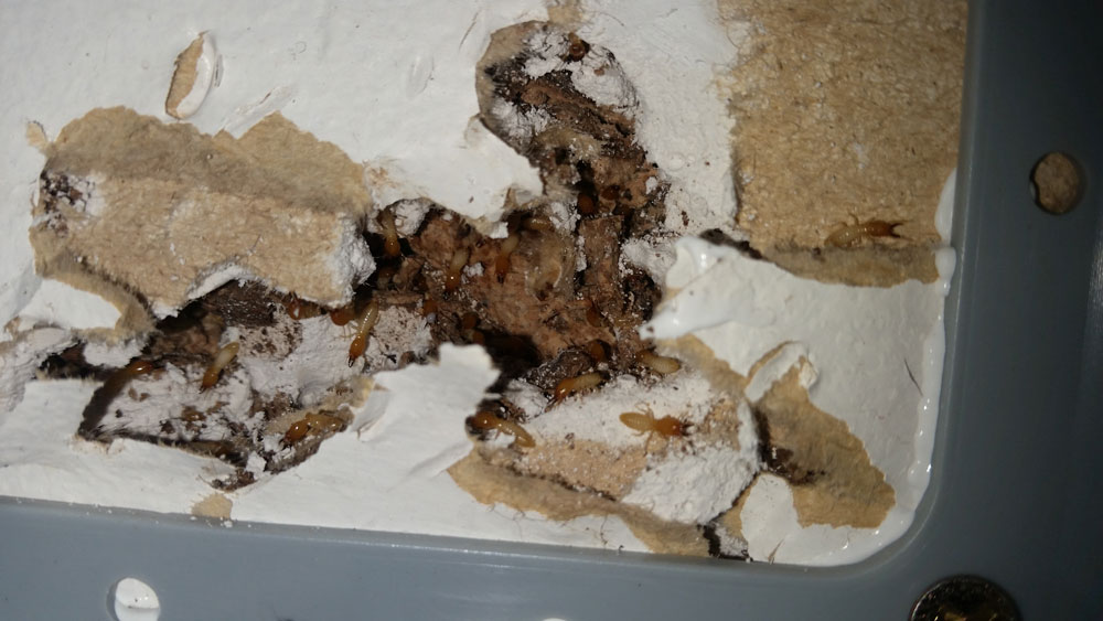 Termite Damage Wollondilly | Senior Pest Management