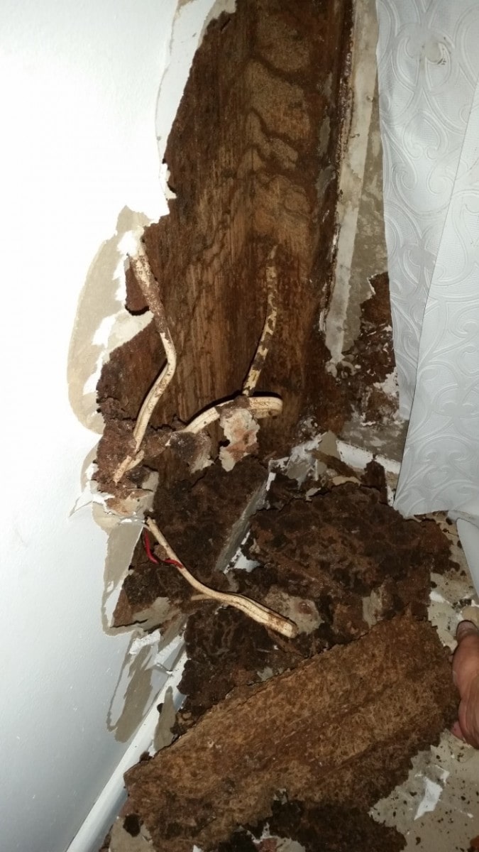 Termite Damage | Campbelltown | Senior Pest Management