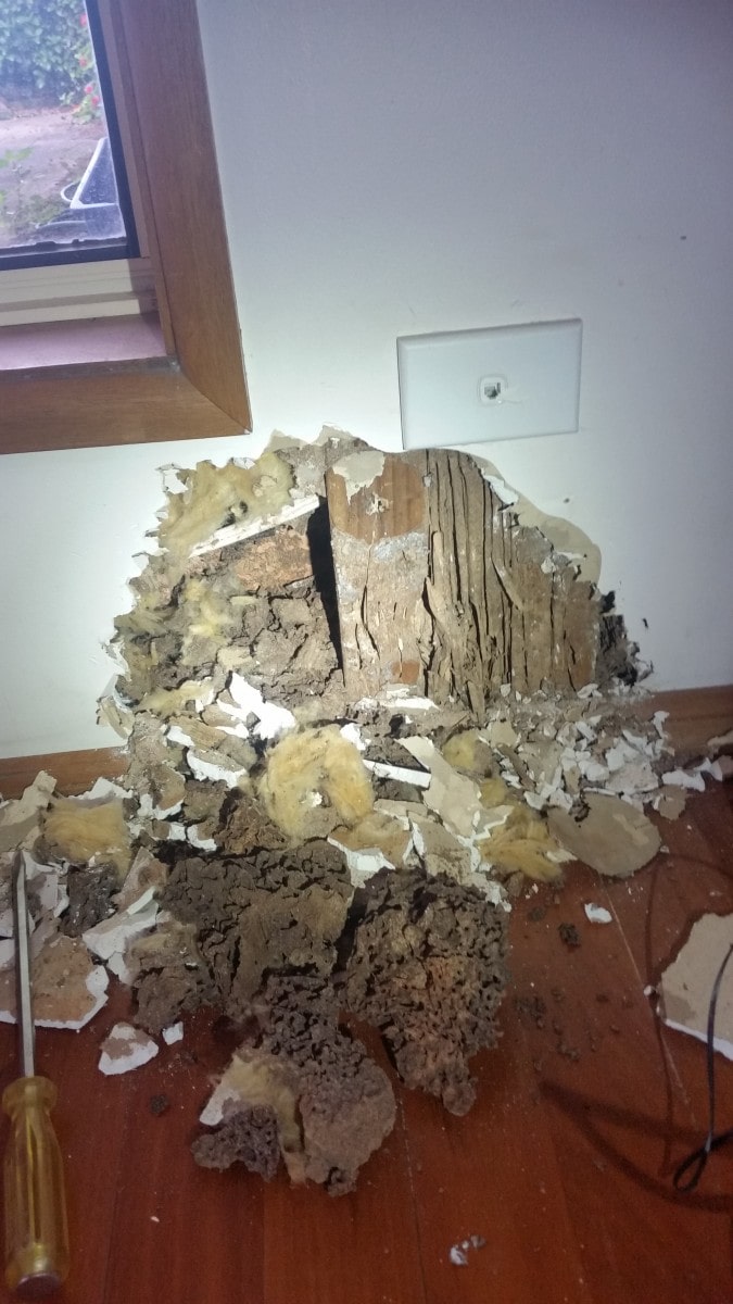 Termite Damage | Camden | Senior Pest Management