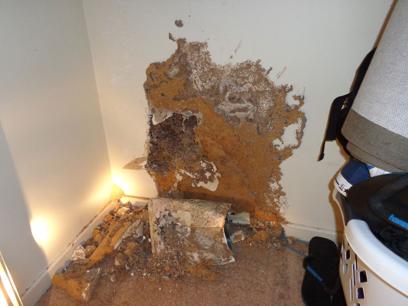 Termite Inspection Campbelltown | Senior Pest Management