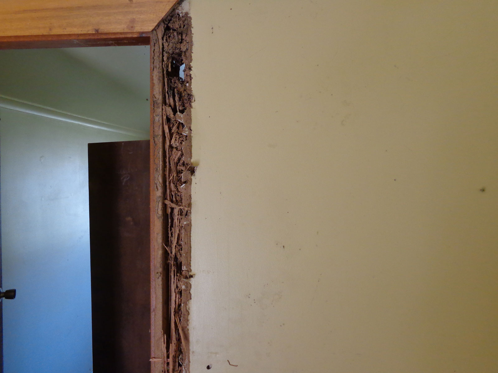 Termite Inspection Wollondilly | Senior Pest Management