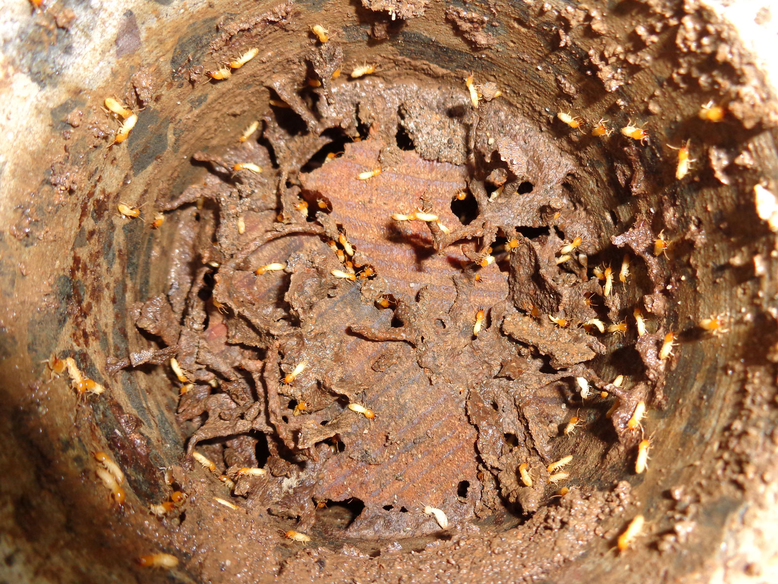 Termites Campbelltown | Senior Pest Management