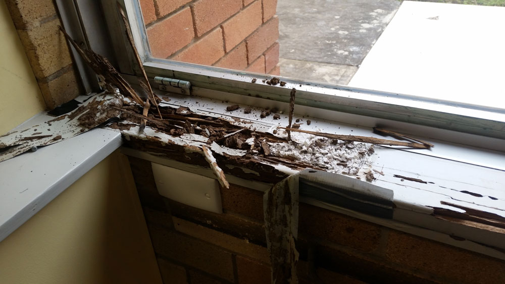 Termite Damage Camden | Senior Pest Management