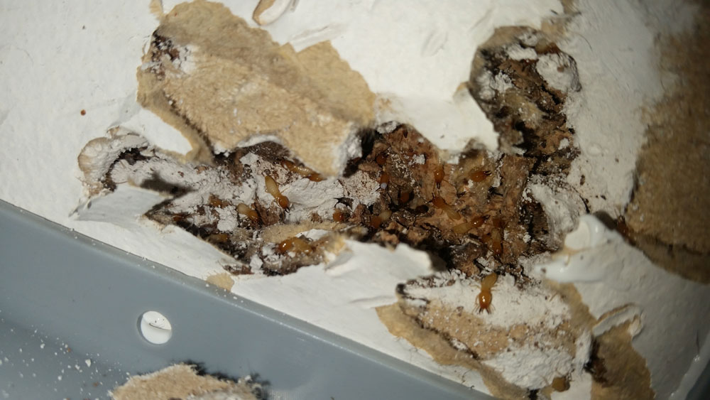 Termite Damage Liverpool | Senior Pest Management