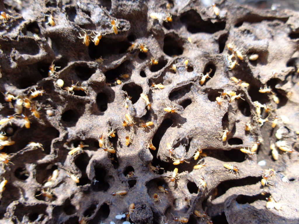 Termite Inside Senior Pest Management | Gallery | Campbelltown | Senior Pest Management