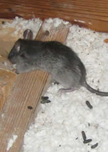 Mice Control Campbelltown | Senior Pest Management