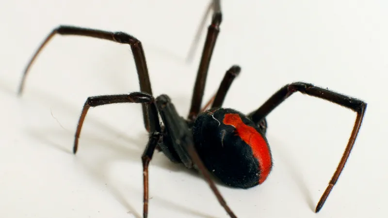 Macarthur Pest Control | Senior Pest Management
