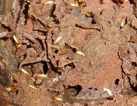 Termite Inspection Camden | Senior Pest Management