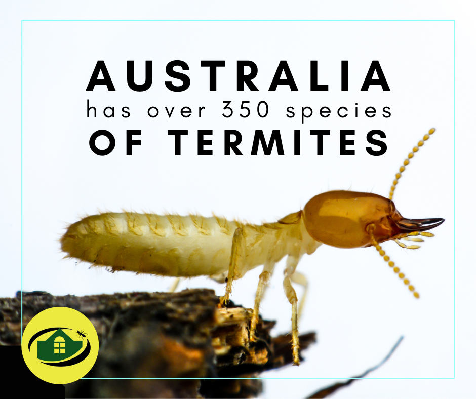 Termite Control | Senior Pest Management