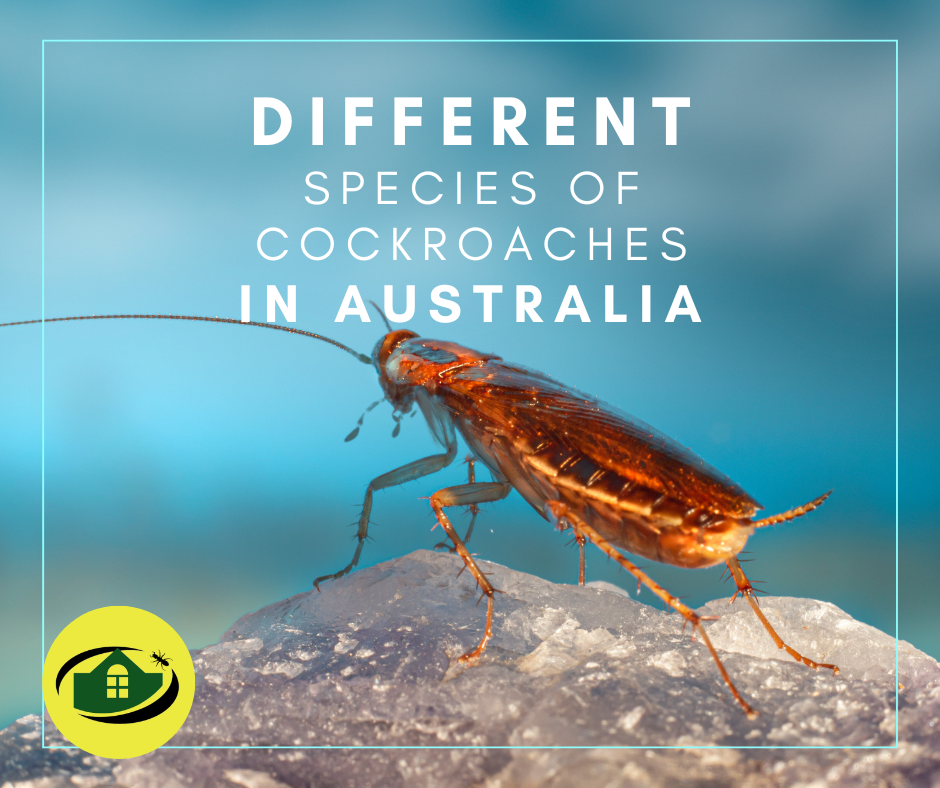 Different Species of Cockroaches in Australia