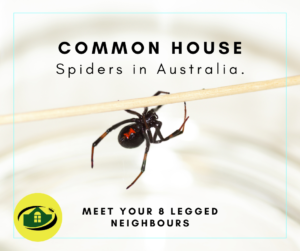 Common House Spiders in Australia | Senior Pest Management