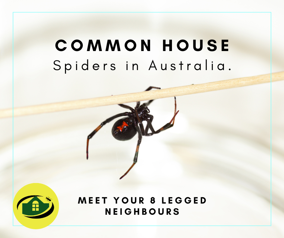 Common House Spiders in Australia | Senior Pest Management