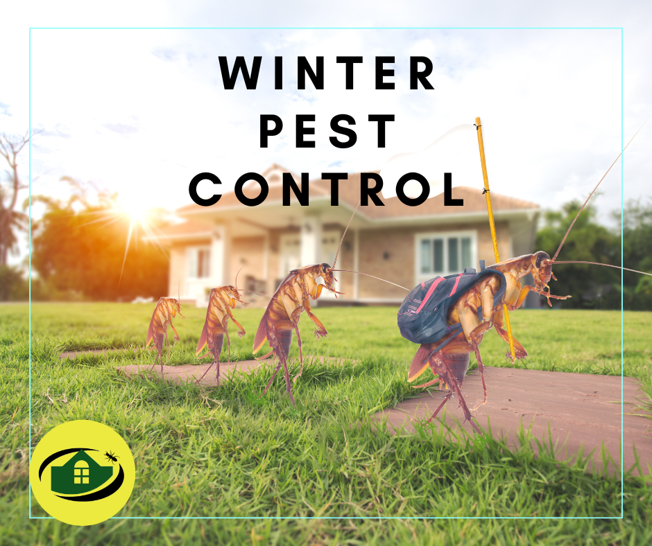Winter Pest Control | Senior Pest Management